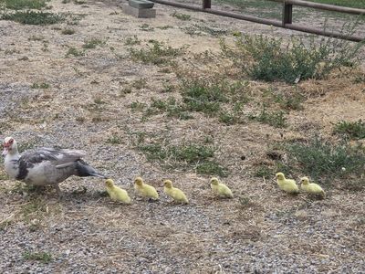 Muscovy Ducklings hatched 8-21-26 and 9/3/26
