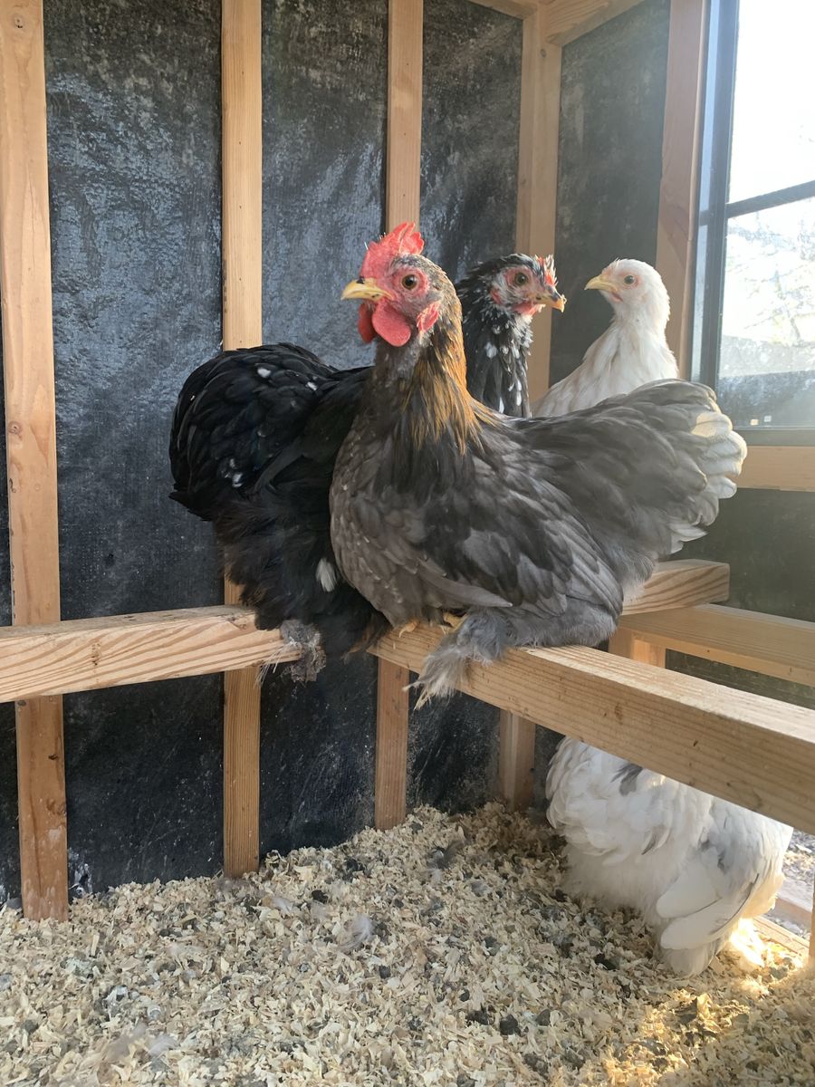 Bantam Cochin lemon blue rooster