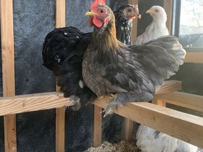 Bantam Cochin lemon blue rooster