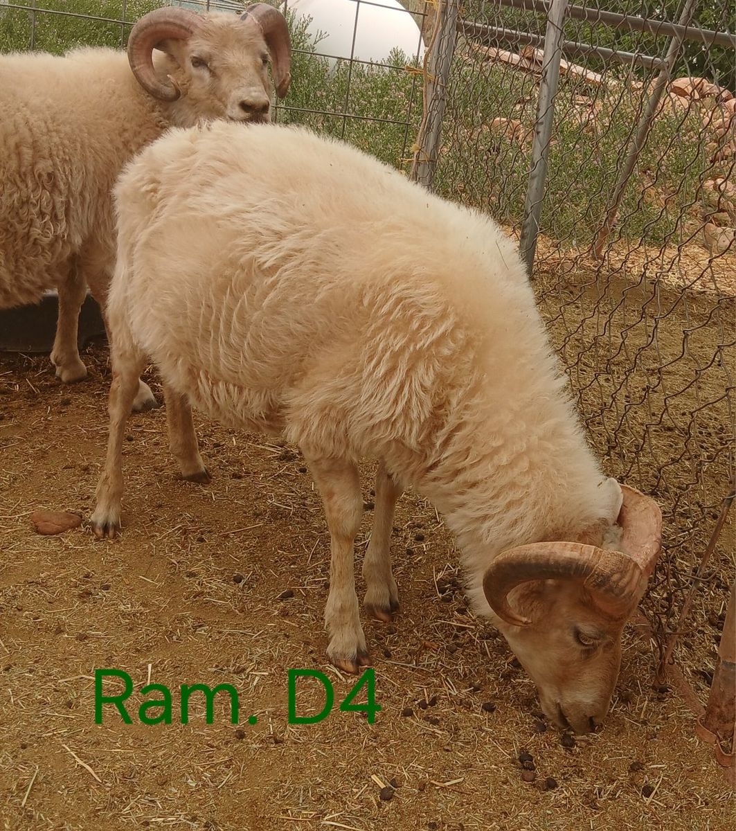 Main image 11