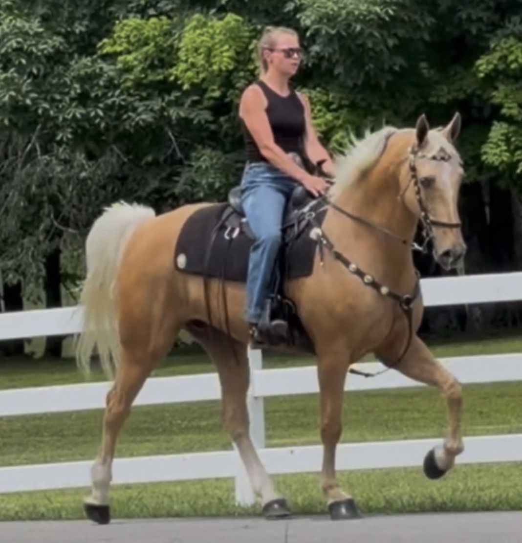 16.2H Golden Dapple Kentucky Mountain Gelding – Smooth Gaited Trail Horse