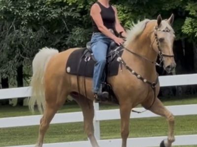 16.2H Golden Dapple Kentucky Mountain Gelding – Smooth Gaited Trail Horse