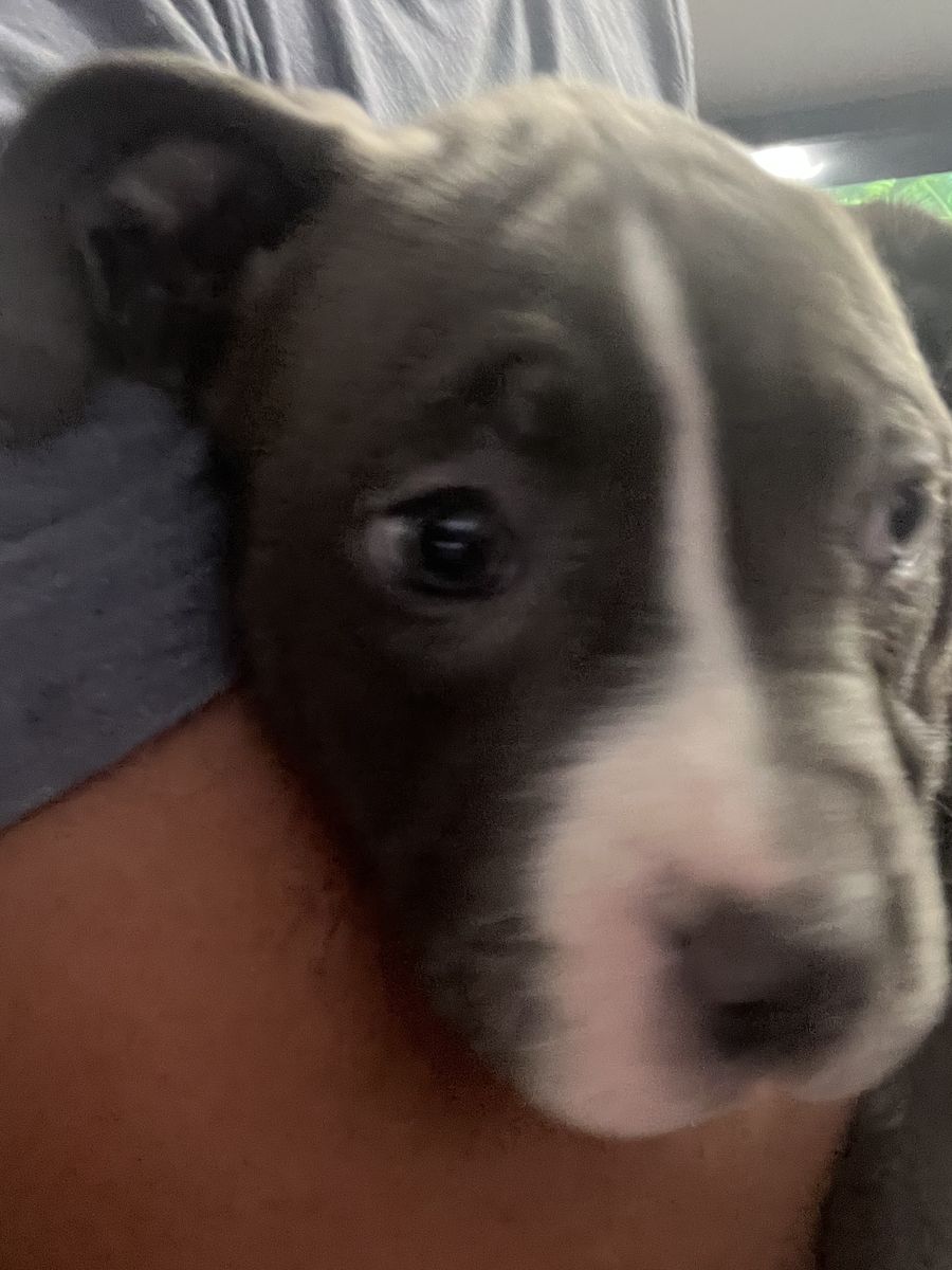 Puppies for sale