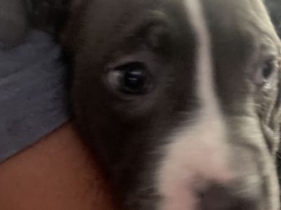 Puppies for sale
