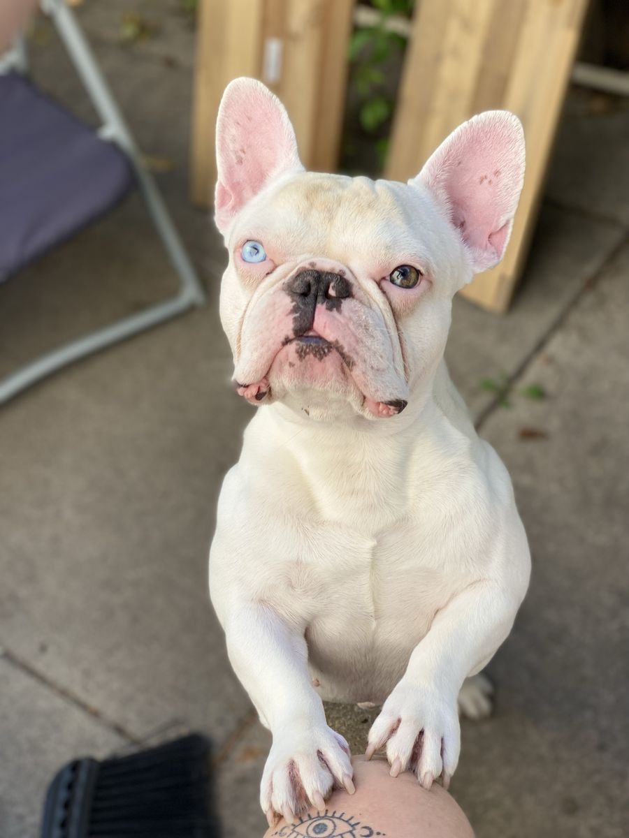 Adult Male French Bulldog