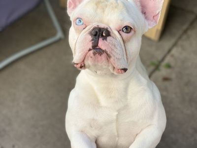 Adult Male French Bulldog
