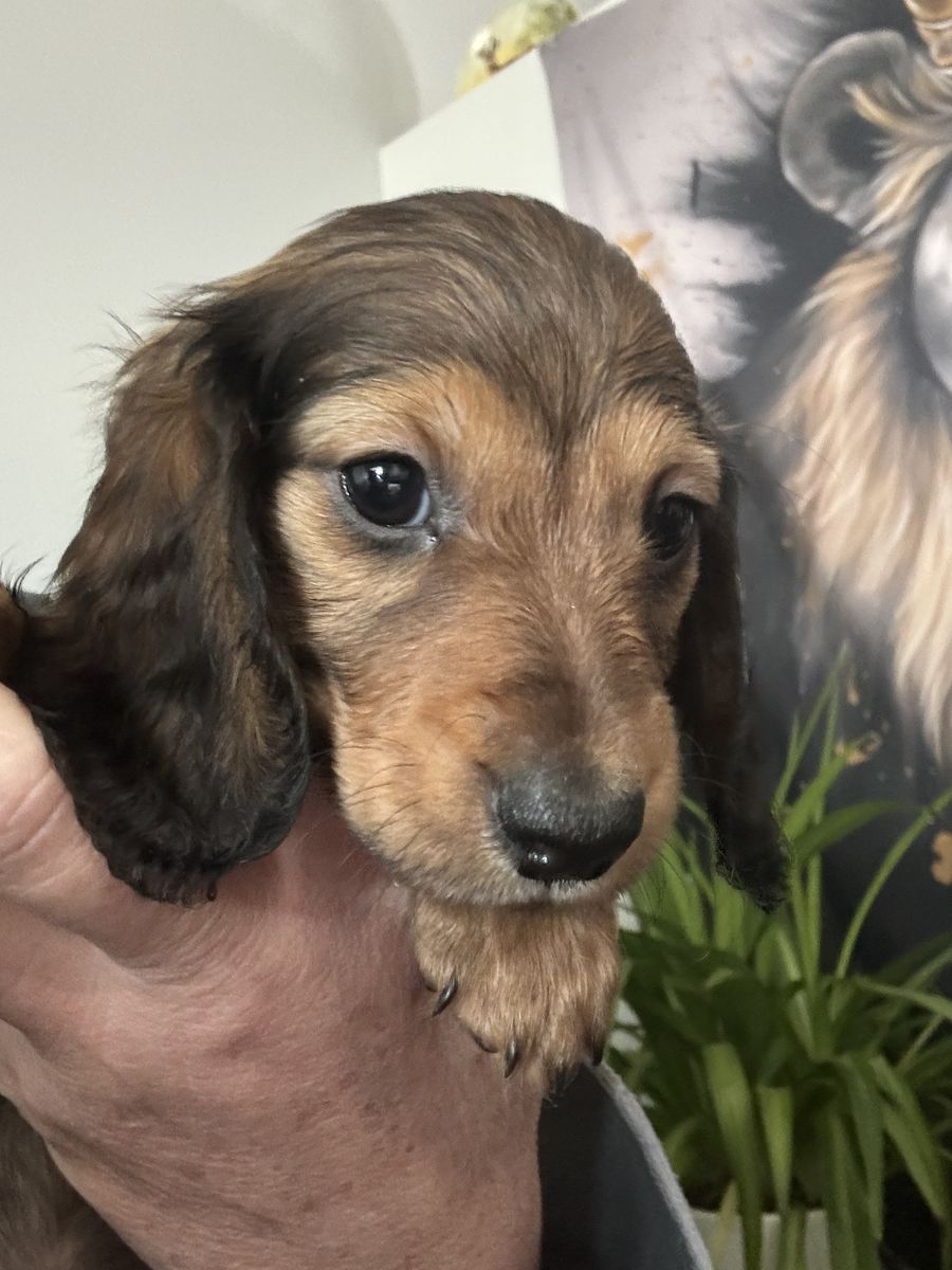 Mini Dachshund Pups