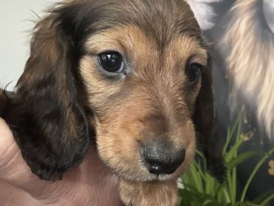 Mini Dachshund Pups