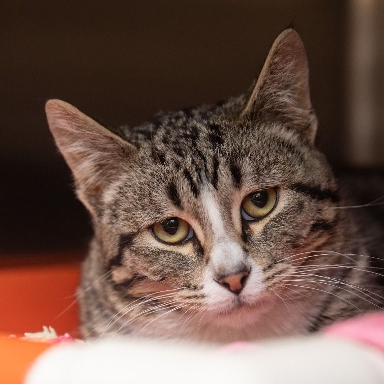 Hello my name is Salazar