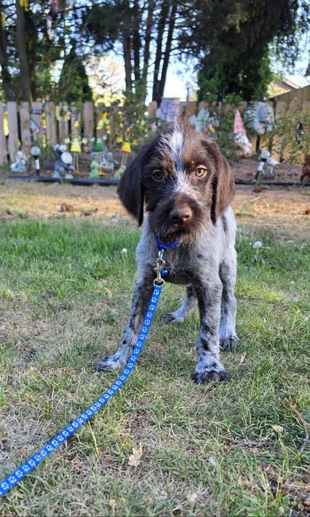 Griffon/Drahts hunting/family companion