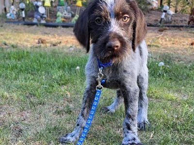 Griffon/Drahts hunting/family companion