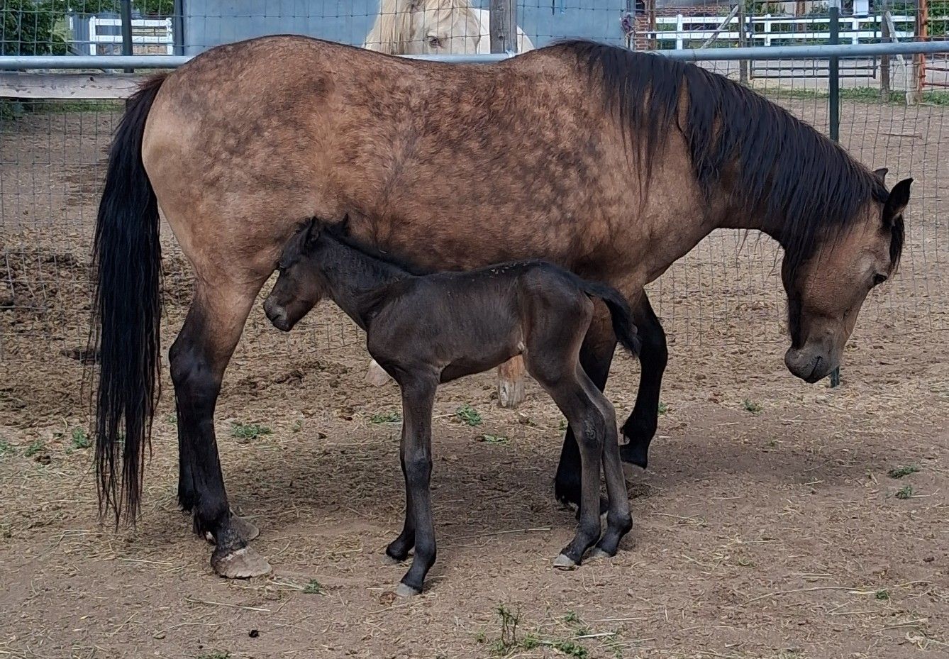 Friesian Paso Fino Fillly 5/25/26 for sale!