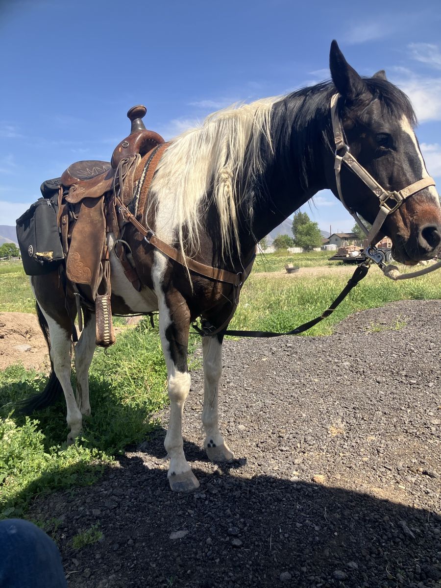 10 year old paint mare