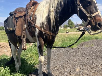 10 year old paint mare