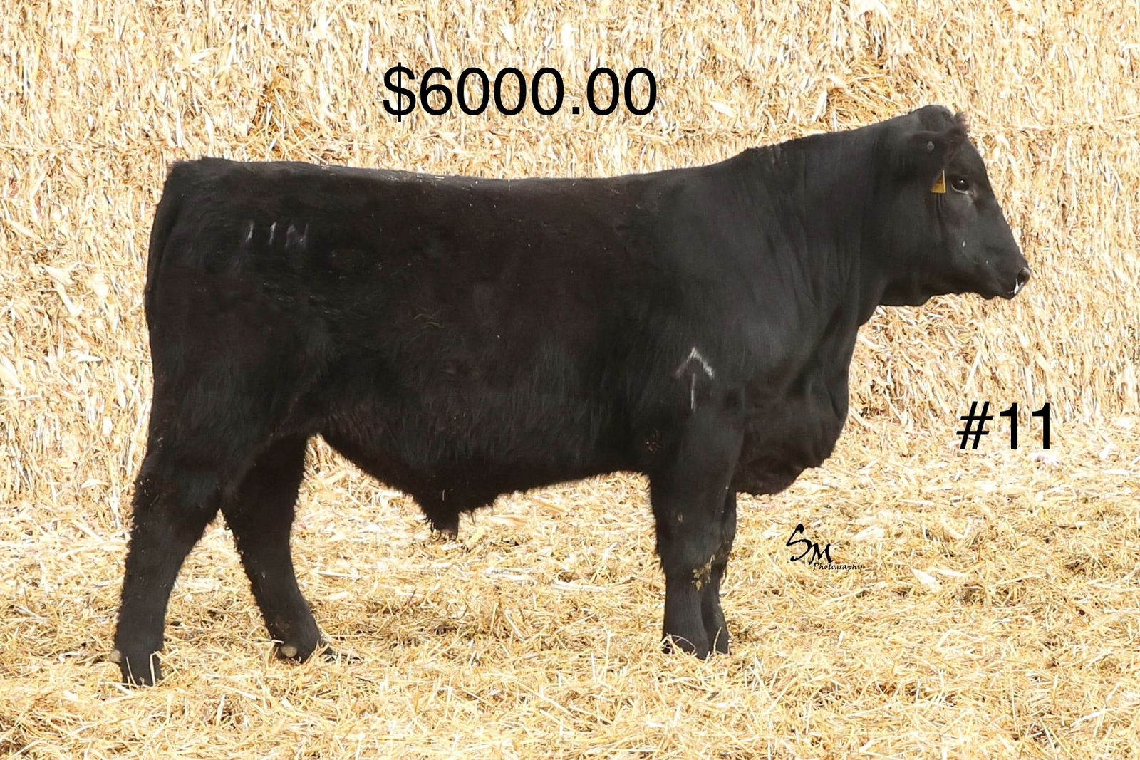 Registered Black Angus Heifer Bulls