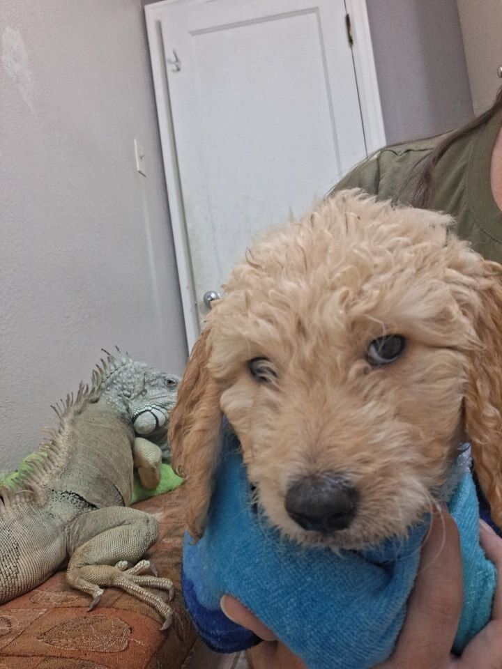 F1b Goldendoodle Puppies