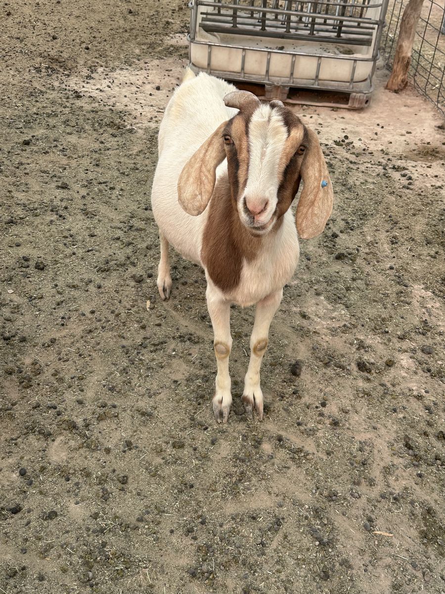 I have 3 goats Boer cross and one ram  at sale $280 each located in beryl Utah price for the ram $180 tanks