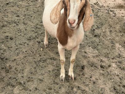 I have 3 goats Boer cross and one ram at sale $280 each located in beryl Utah price for the ram $180 tanks