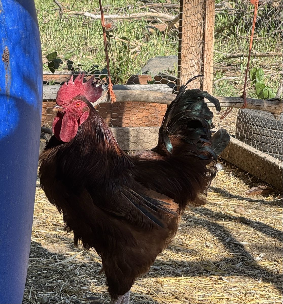 Rhode Island Red rooster