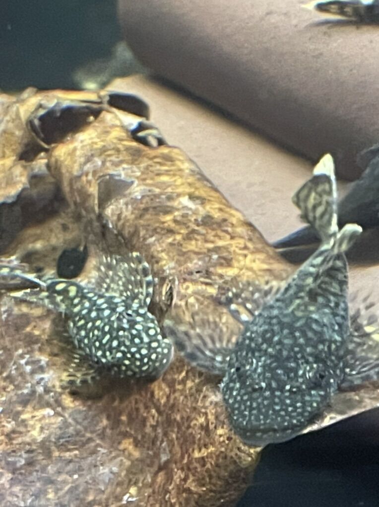 Bushy-Nose Pleco's