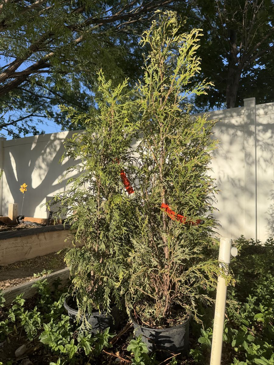 4 Feet American Pillar Arborvitae - Fast Growing Trees