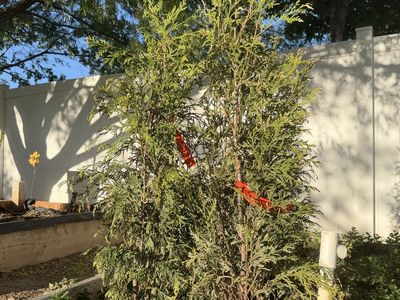 4 Feet American Pillar Arborvitae - Fast Growing Trees