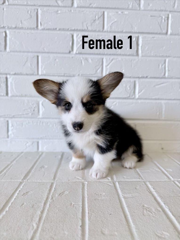 AKC Pembroke Welsh Corgi Puppies TRIPLE CLEAR
