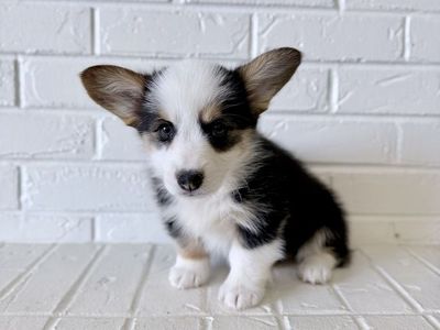 AKC Pembroke Welsh Corgi Puppies TRIPLE CLEAR