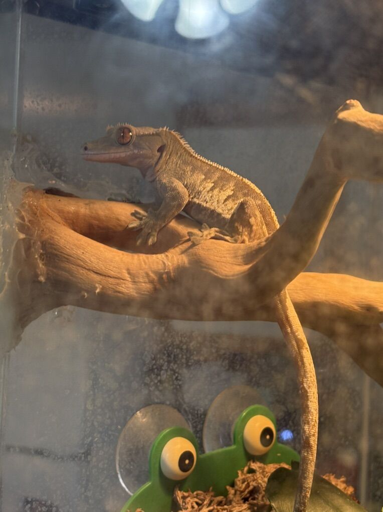 Male Crested Gecko