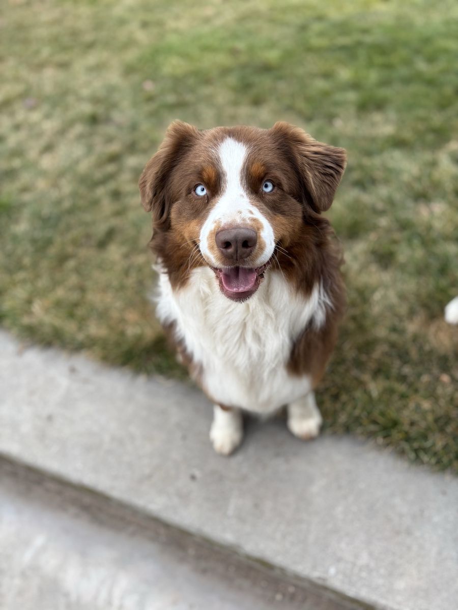 AKC & ASDR Red Tri Australian Shepherd Aussie Stud with Blue Eyes