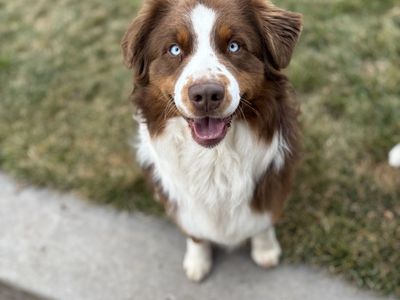 AKC & ASDR Red Tri Australian Shepherd Aussie Stud with Blue Eyes
