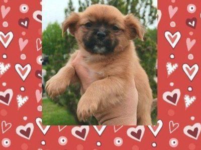 (3) Cutest Shih Tzu/ Pekingese Mix Male Puppies