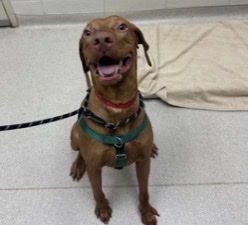 PERFECT BEAN FOR SALE