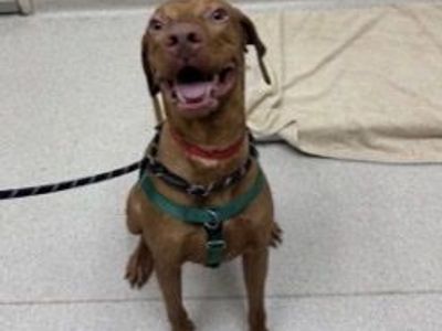 PERFECT BEAN FOR SALE