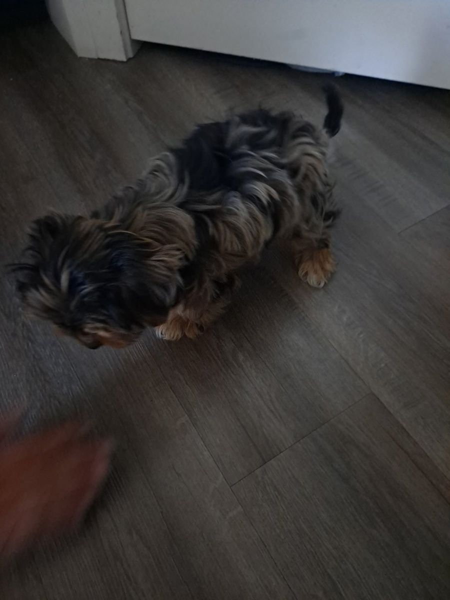 yorkshire puppies