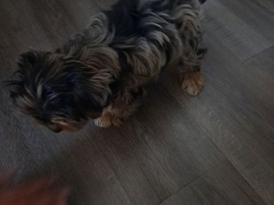 yorkshire puppies