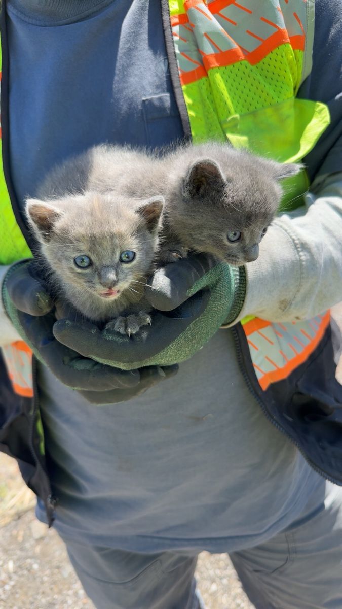Help Please… we can’t keep these cuties!