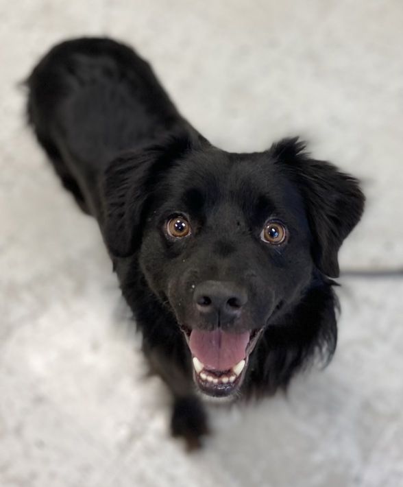 A163851 Pogo, Available for Adoption