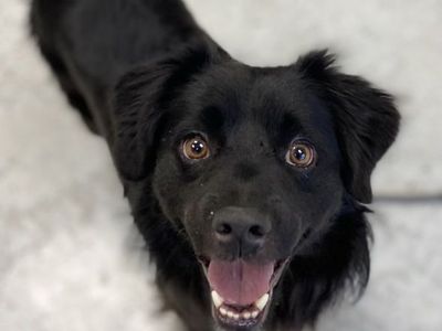A163851 Pogo, Available for Adoption