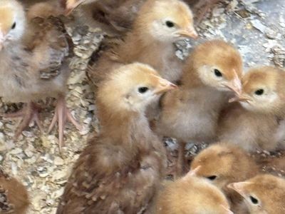 Rhode Island Red female Chicks - 4 Weeks