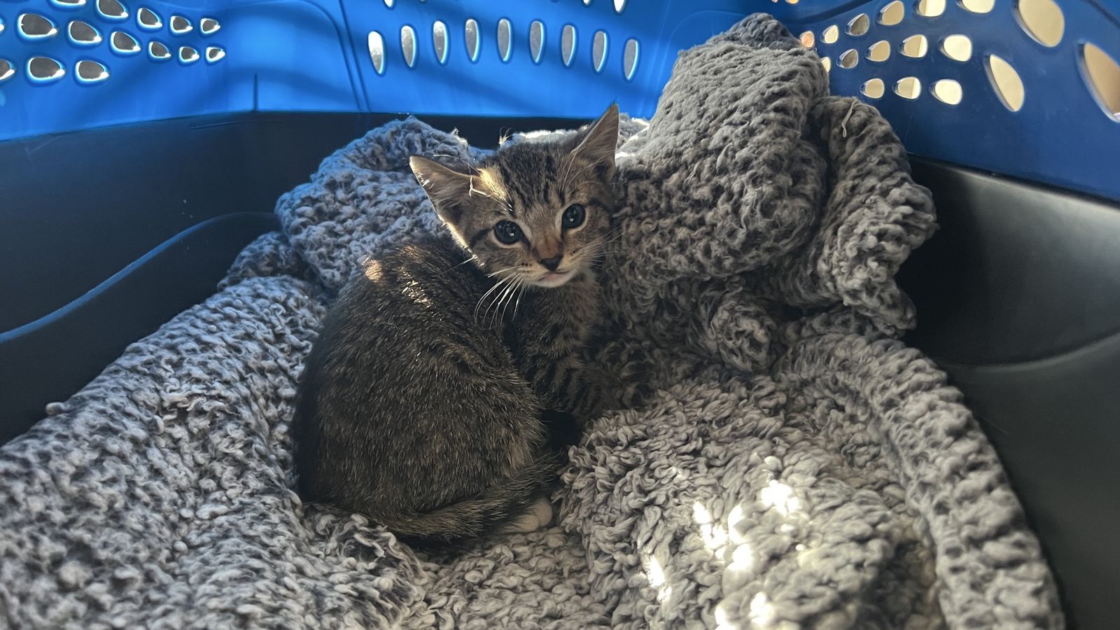 Rescued Kitten Looking for Home
