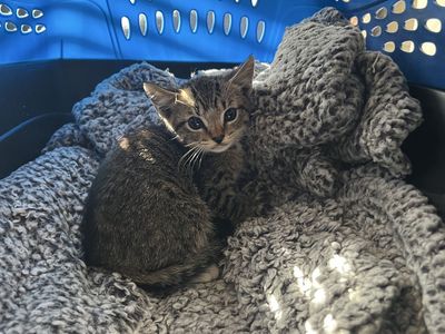 Rescued Kitten Looking for Home