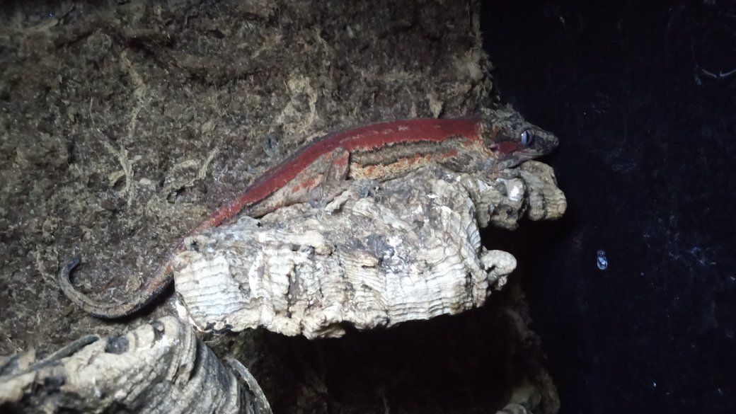 Main image 2