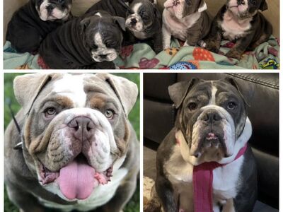 AKC English Bulldogs