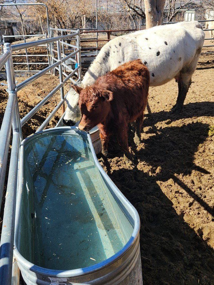 Red Poll Heifer calves