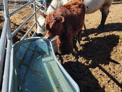 Red Poll Heifer calves