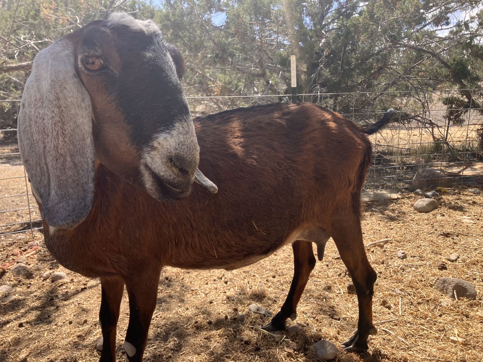 Nubian Doe in Milk - proven mom - 4h goat - $500