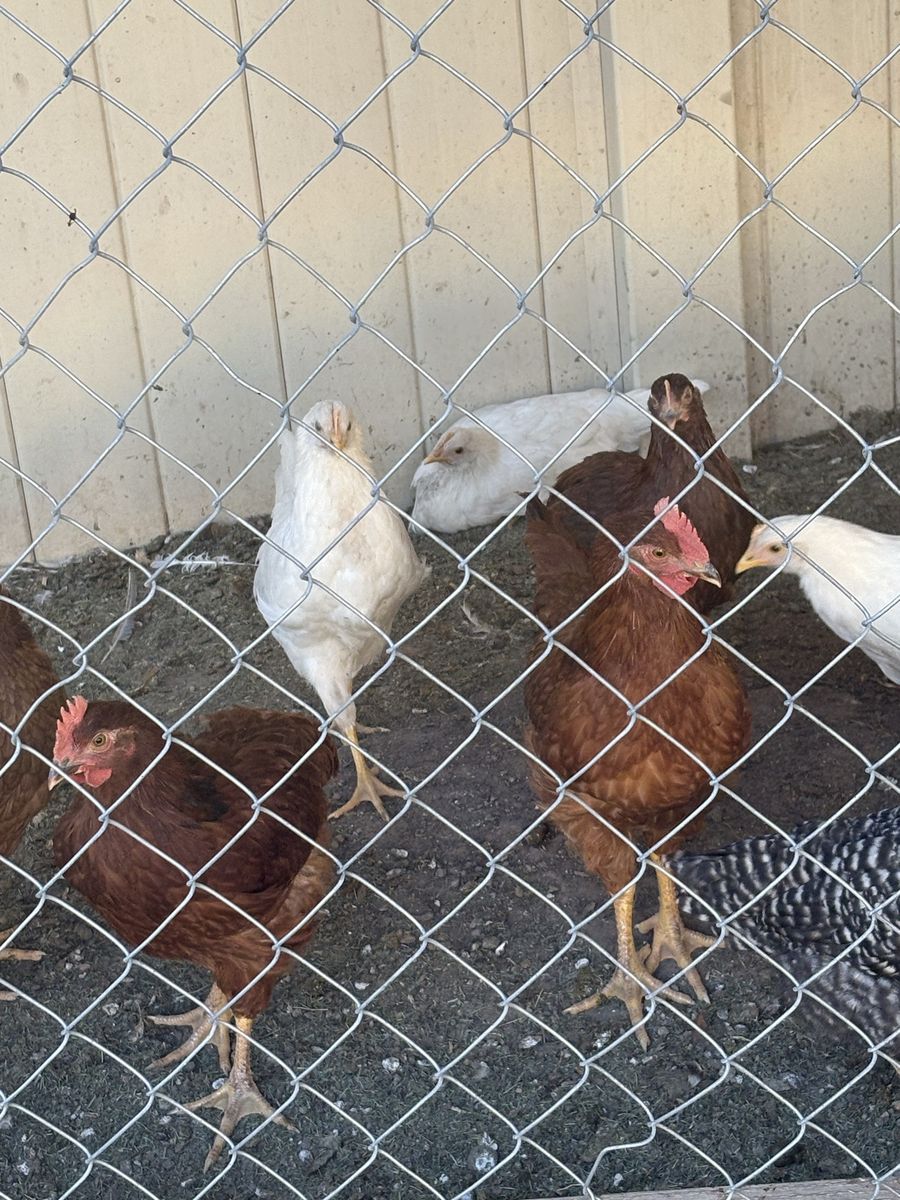 2 Free roosters