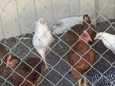 2 Free roosters
