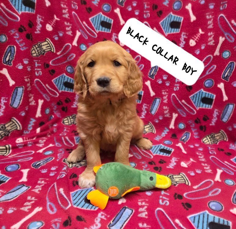 Easter Puppies! AKC Full Reg Golden Retrievers!